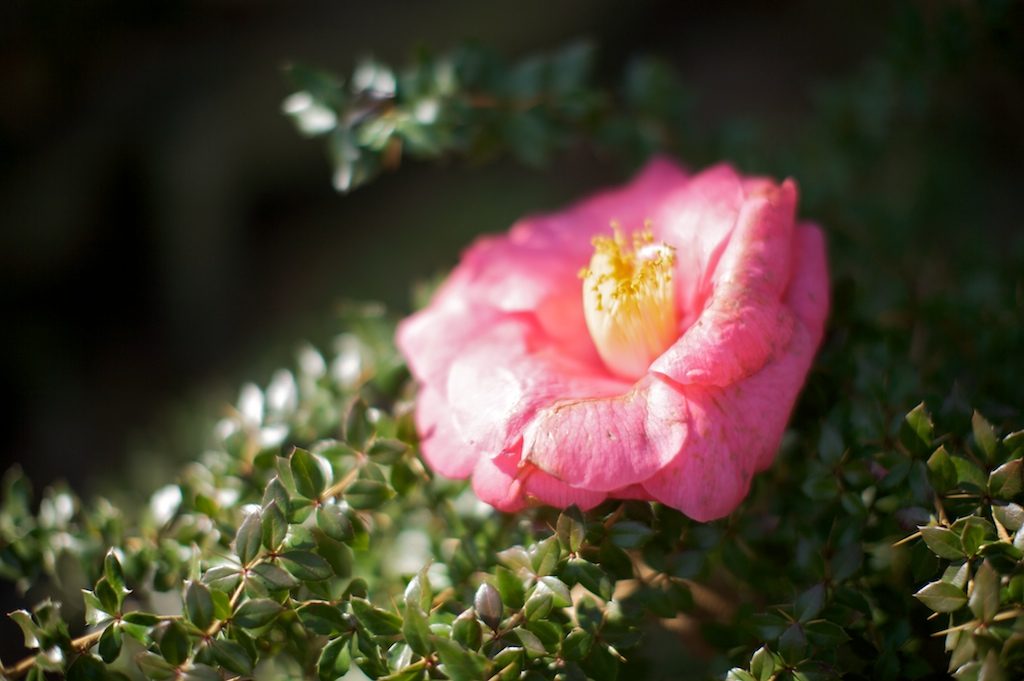 pdxflower.jpg