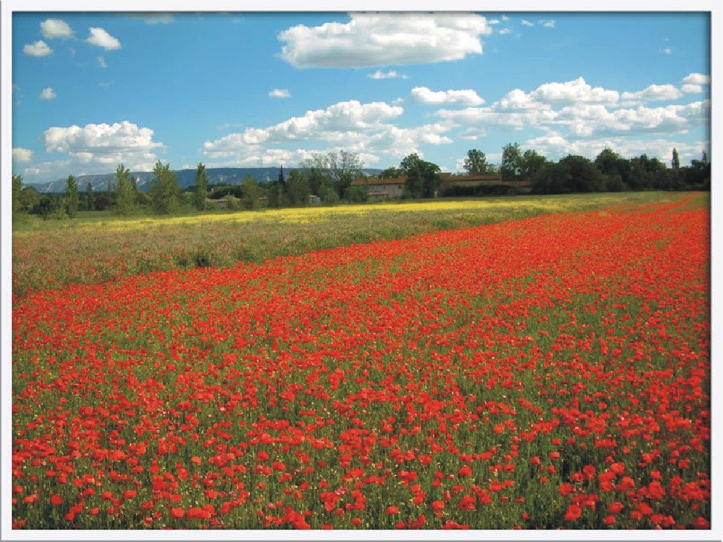 poppies-in-flanders.jpg