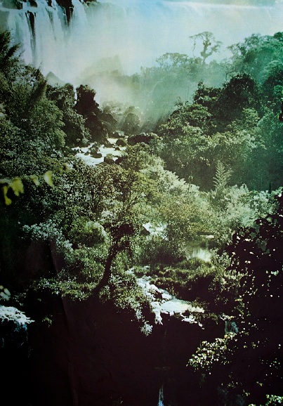 juglewilderness.jpg