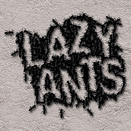lazyants.jpg