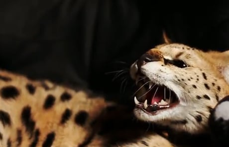 pushatcat.jpg