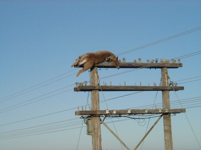 deer1.jpg