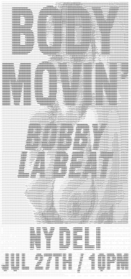 bodymovin.png
