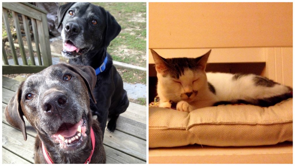 dogs_and_cats_turn_key.jpg