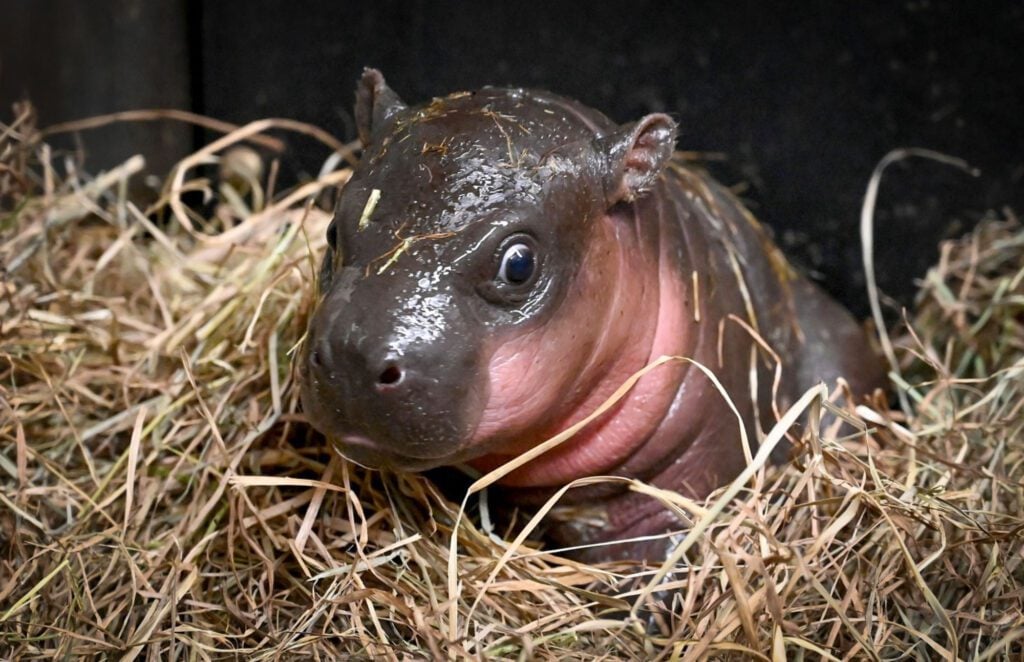 Baby-Pygmy-Hippo-is-Born-at-the-Metro-Richmond-Zoo_RVA-Magazine-2024