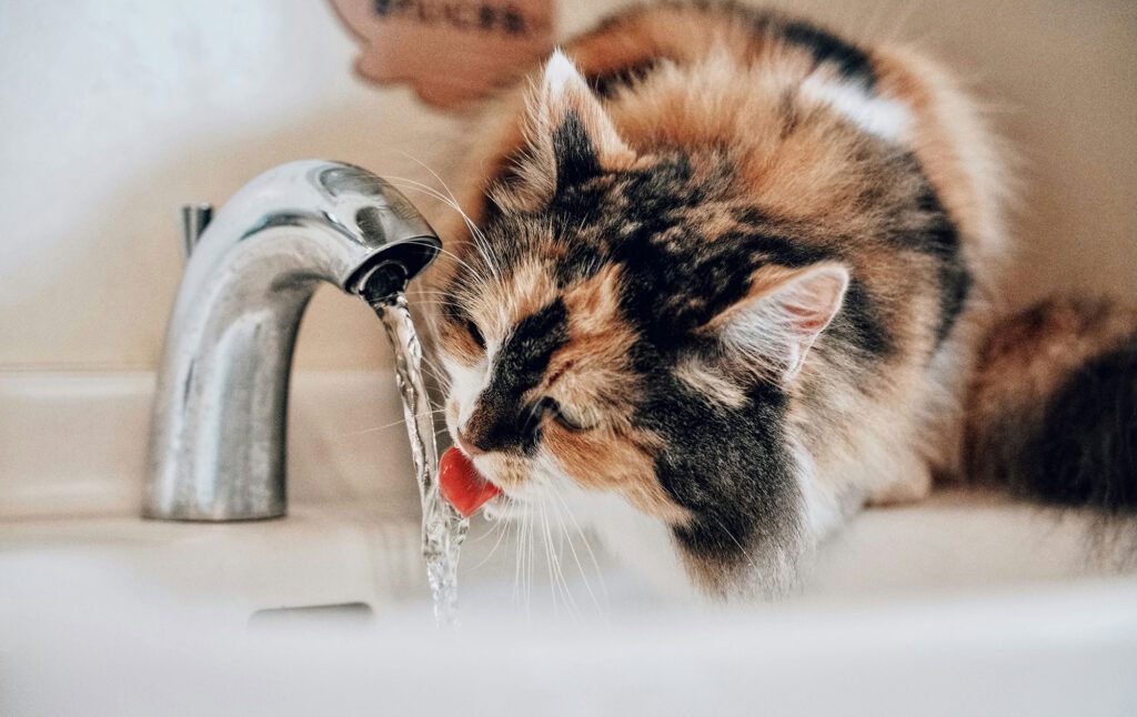 Richmond-Water-Crisis-Day-6-Update-Boil-Water-Advisory-Lifted_Sugarman_Joe_RVA-Magazine-2025