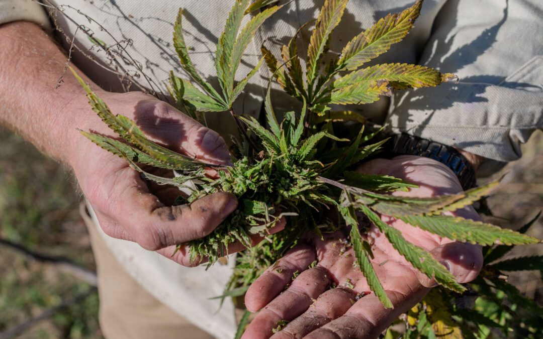Virginia Hemp Industry Faces New Threat from McConnell’s Amendment