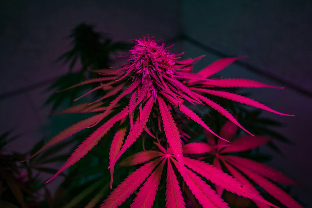 Virginia-Cannabis-License-by-Max-Jackson-Cannabis-Wise-Guys_photo-Andres-Gomez_RVA-Magazine-2025