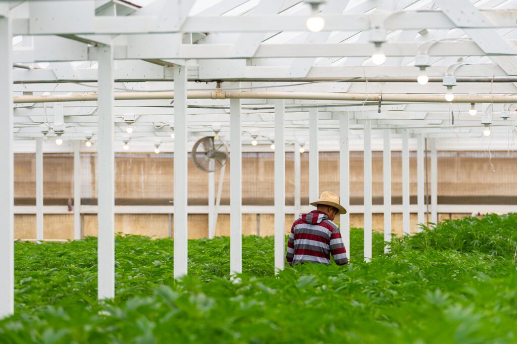 Virginia-Cannabis-License-photo-by-Max-Jackson-Cannabis-Wise-Guys_RVA-Magazine-2025
