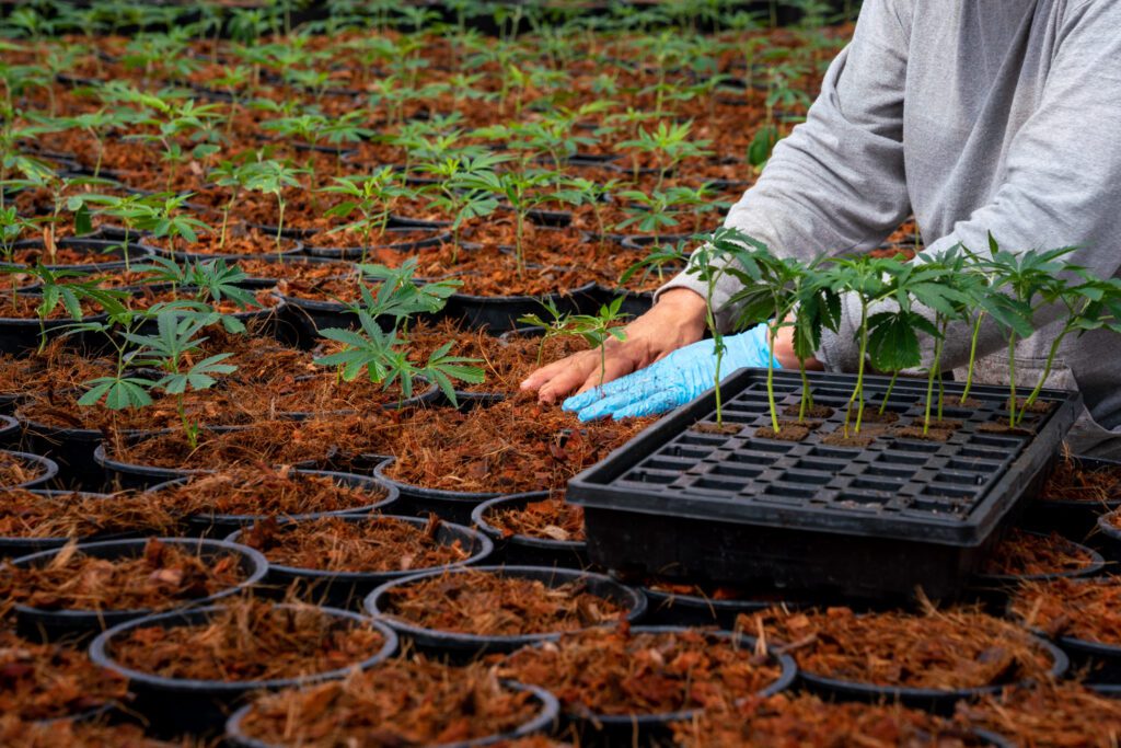 Virginia-Cannabis-License-photo-by-Max-Jackson-Cannabis-Wise-Guys_RVA-Magazine-2025