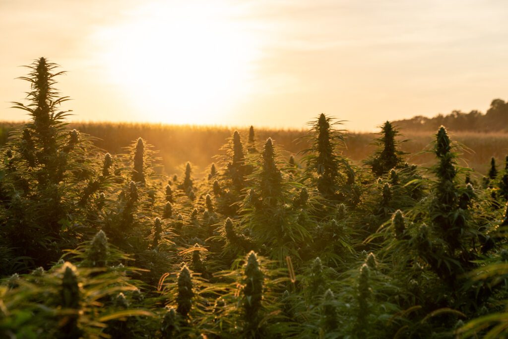 Virginia-Cannabis-License-photo-by-Max-Jackson-Cannabis-Wise-Guys_RVA-Magazine-2025