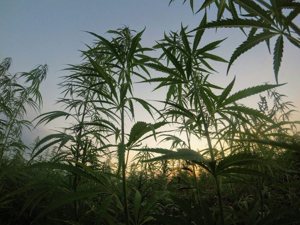 Virgnia-Cannabis_R.-Anthony-Harris_photo-Matteo-Paganelli_RVA-Magazine-2025
