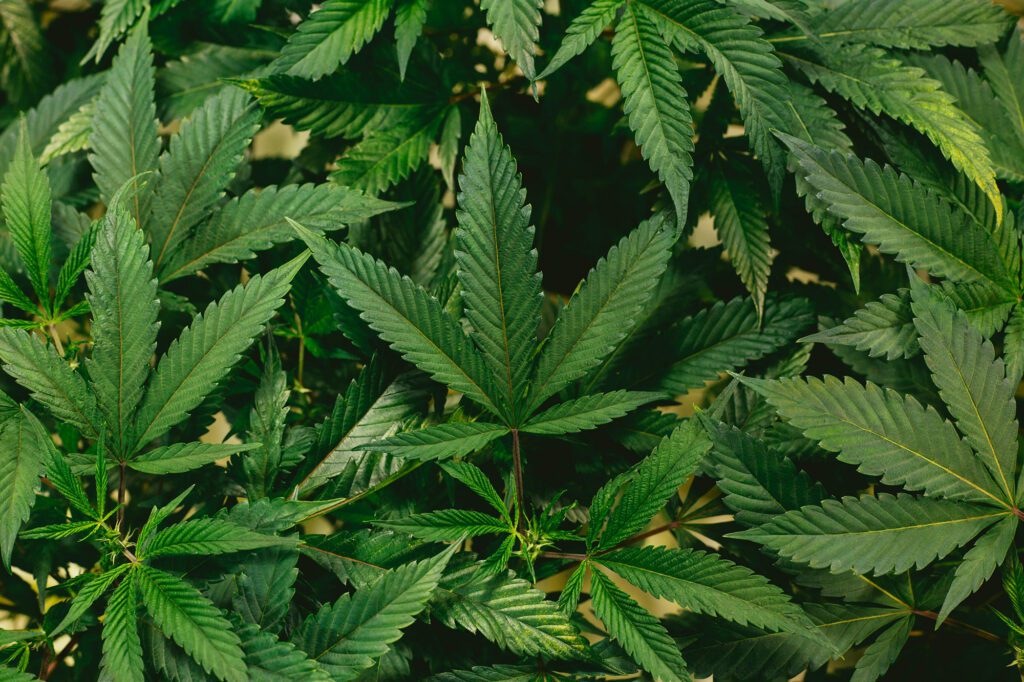 Marijuana-Rescheduling_RVA-Magazine-2025