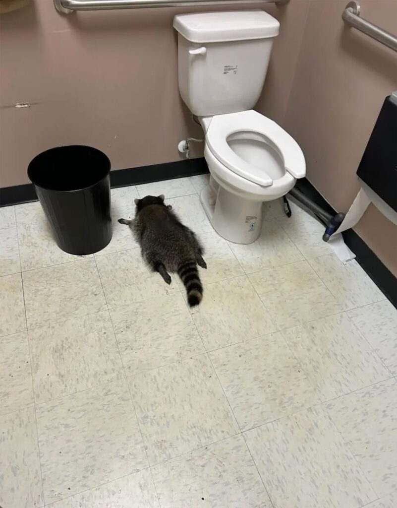 Virginia-ABC-raccoon-story_RVA-Magazine-2025