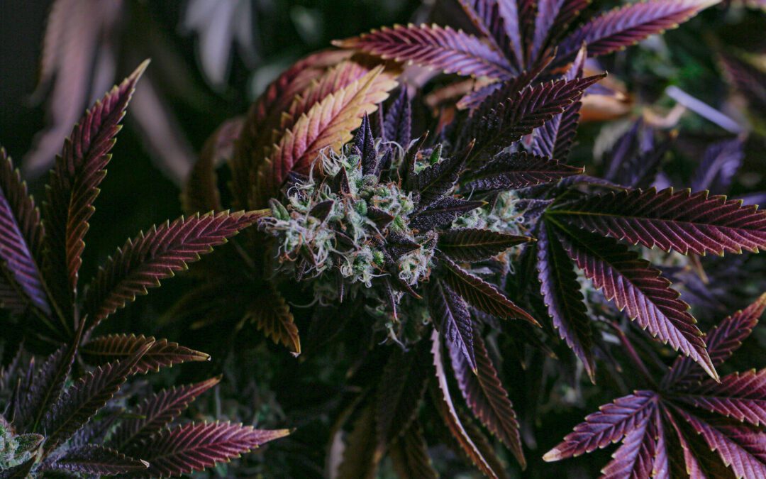 As Virginia Legalizes Cannabis, New Penalties Spark Backlash