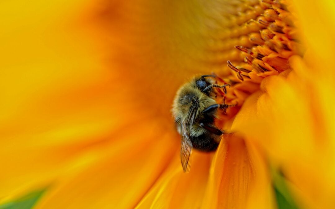 Richmond Is a Top Ten City for Seasonal Allergies.