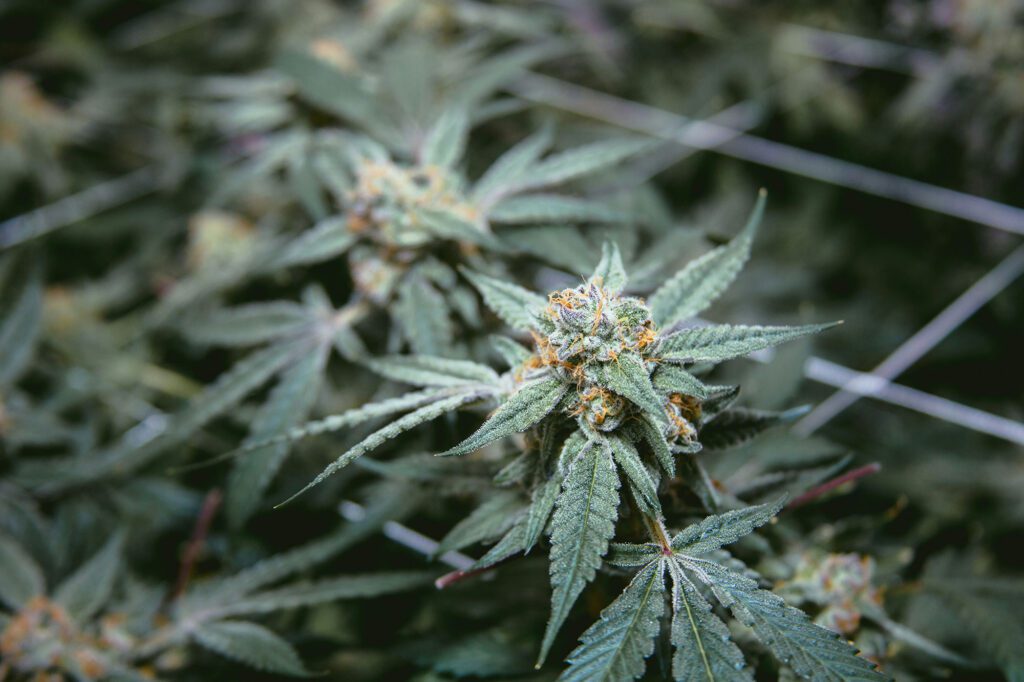 Virgnia-Cannabis-Law_Jeff-White_RVA-Magazine-2026
