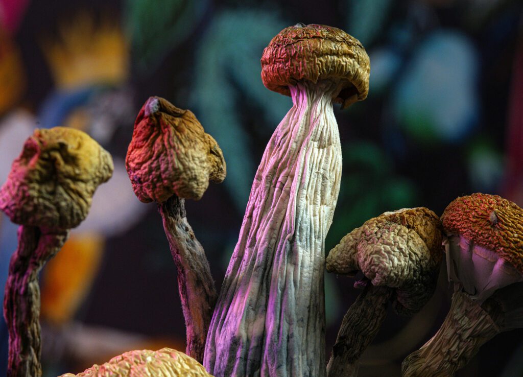 Psilocybin-Vrginia_photo-Daniel-Neuhaus_RVA-Magazine-2026