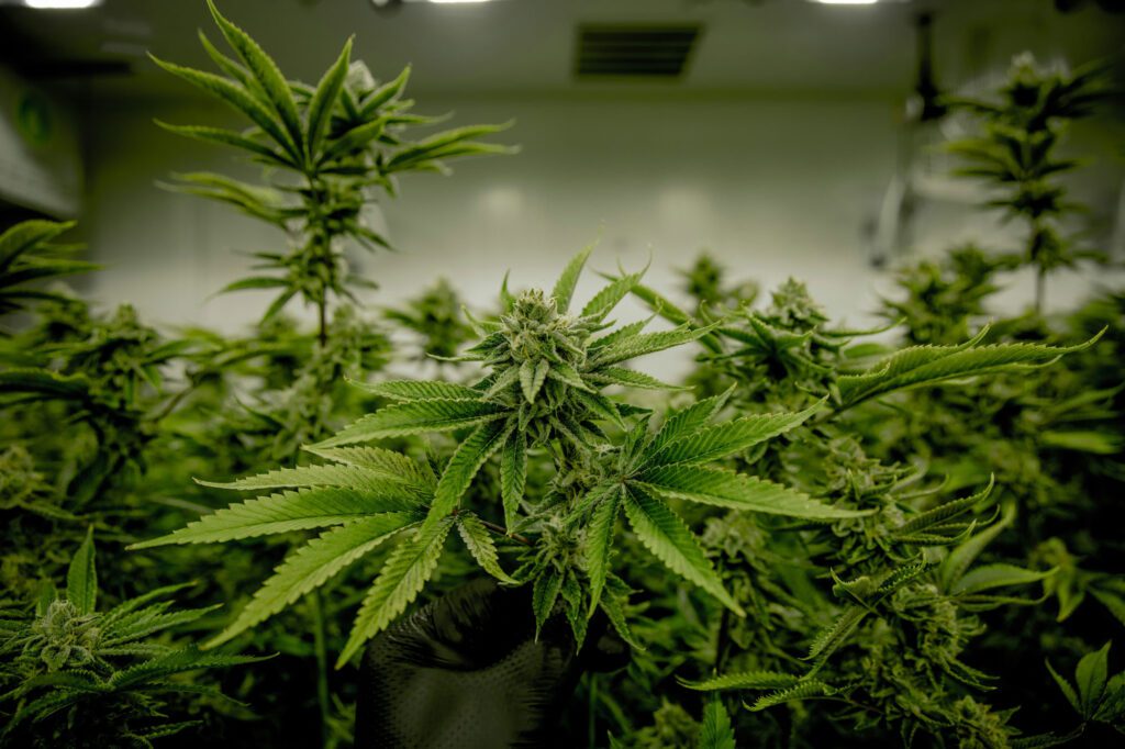 Spanberger-Virginia-cannabis-veto_photo-by-xrp-relic_RVA-Magazine-2026