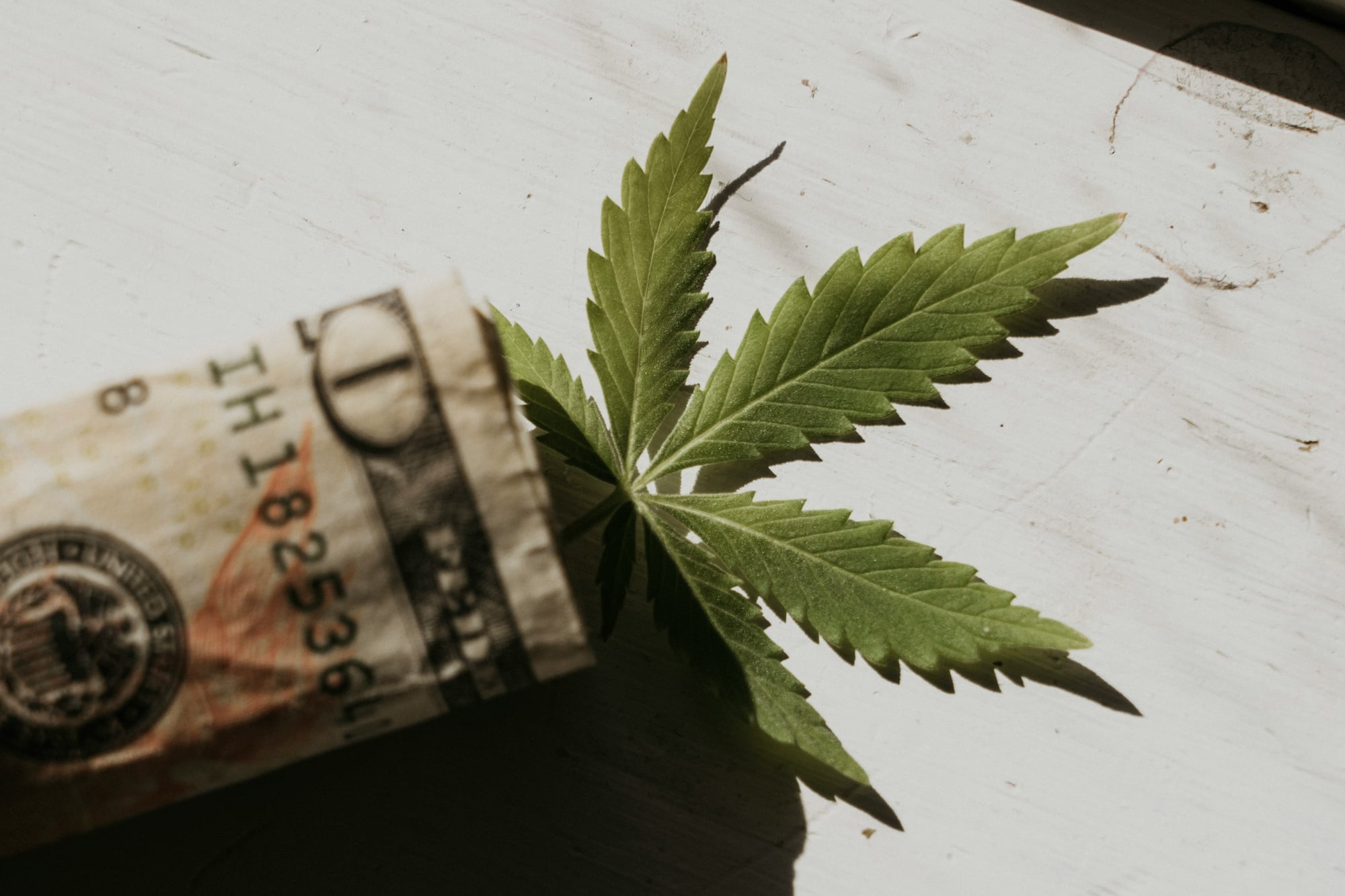 Virginia-Cannabis-Marketplace-update-by-R-Anthony-Harris_photo-by-Elsa-Olofsson_RVA-Magazine-2026 Virginia-Cannabis-Marketplace-update-by-R-Anthony-Harris_photo-by-Elsa-Olofsson_RVA-Magazine-2026.jpg June 9, 2026 Virginia-Cannabis-Marketplace-update-by-R-Anthony-Harris_photo-by-Elsa-Olofsson_RVA-Magazine-2026.jpg June 9, 2026 Virginia-Cannabis-Marketplace-update-by-R-Anthony-Harris_photo-by-Elsa-Olofsson_RVA-Magazine-2026