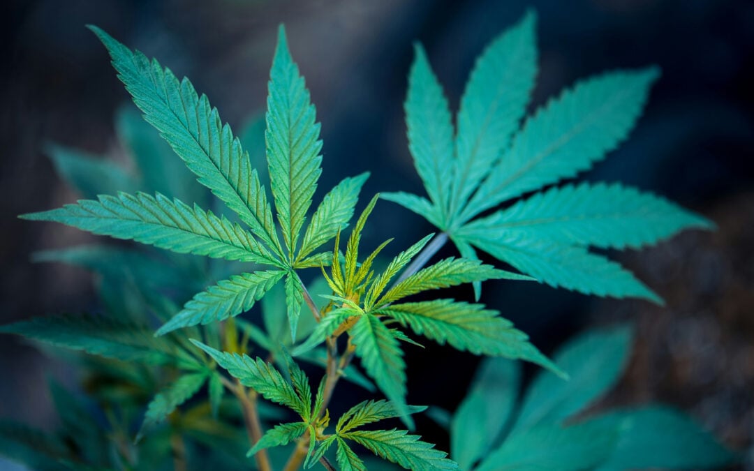 Virginia’s New Marijuana Law: Everything You Need to Know