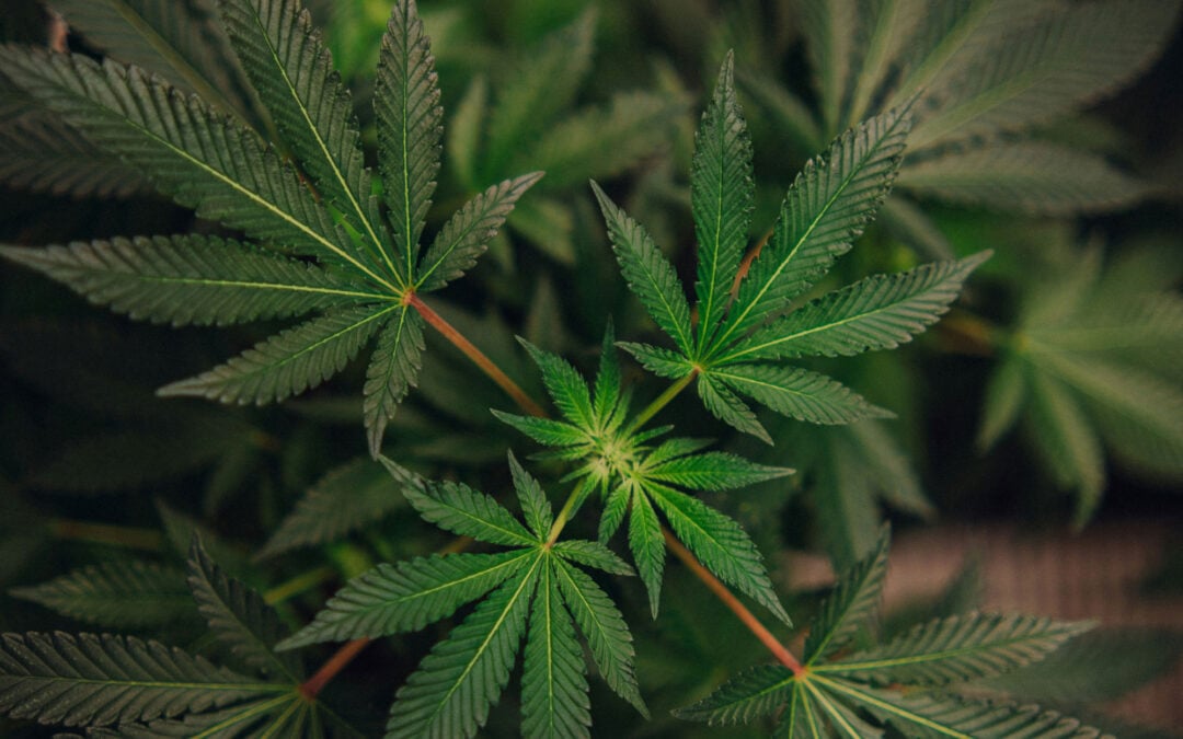 RVA Cannabis Co. Is Building a Different Kind of Bar in Richmond 🏳️‍🌈
